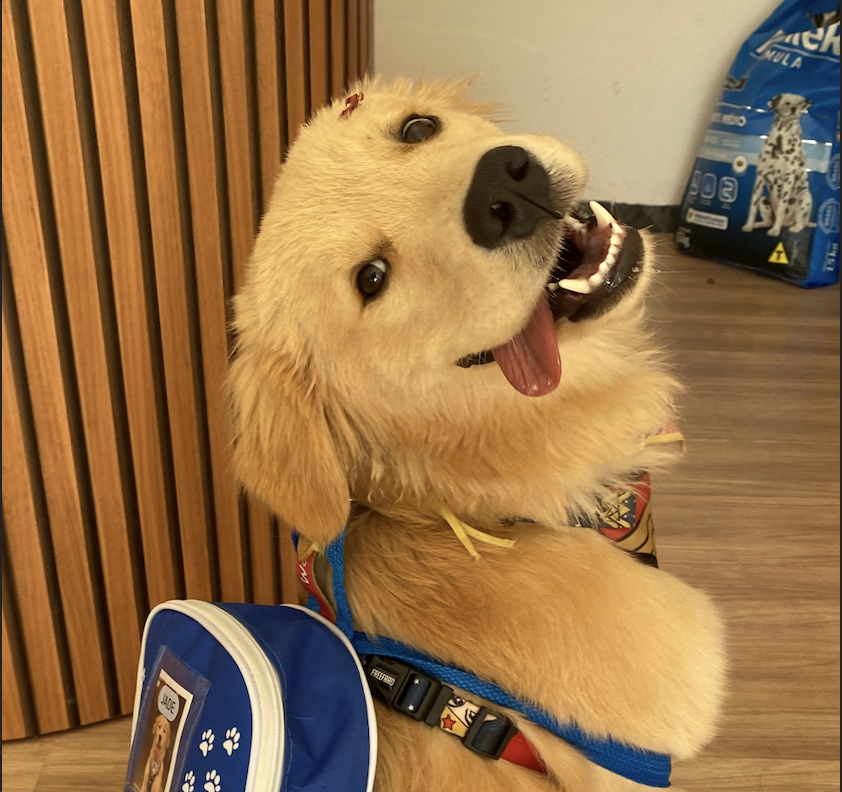 Cães brincando na creche para cães da TOCA em Goiânia