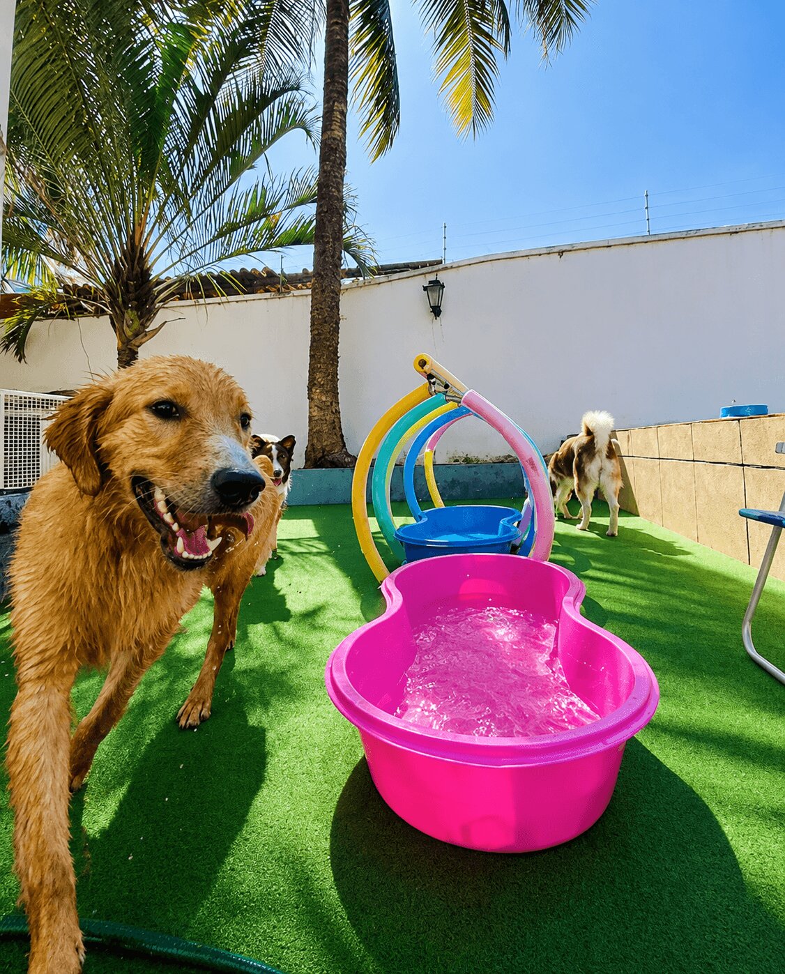 Cães brincando na área externa gramada da TOCA com piscininhas