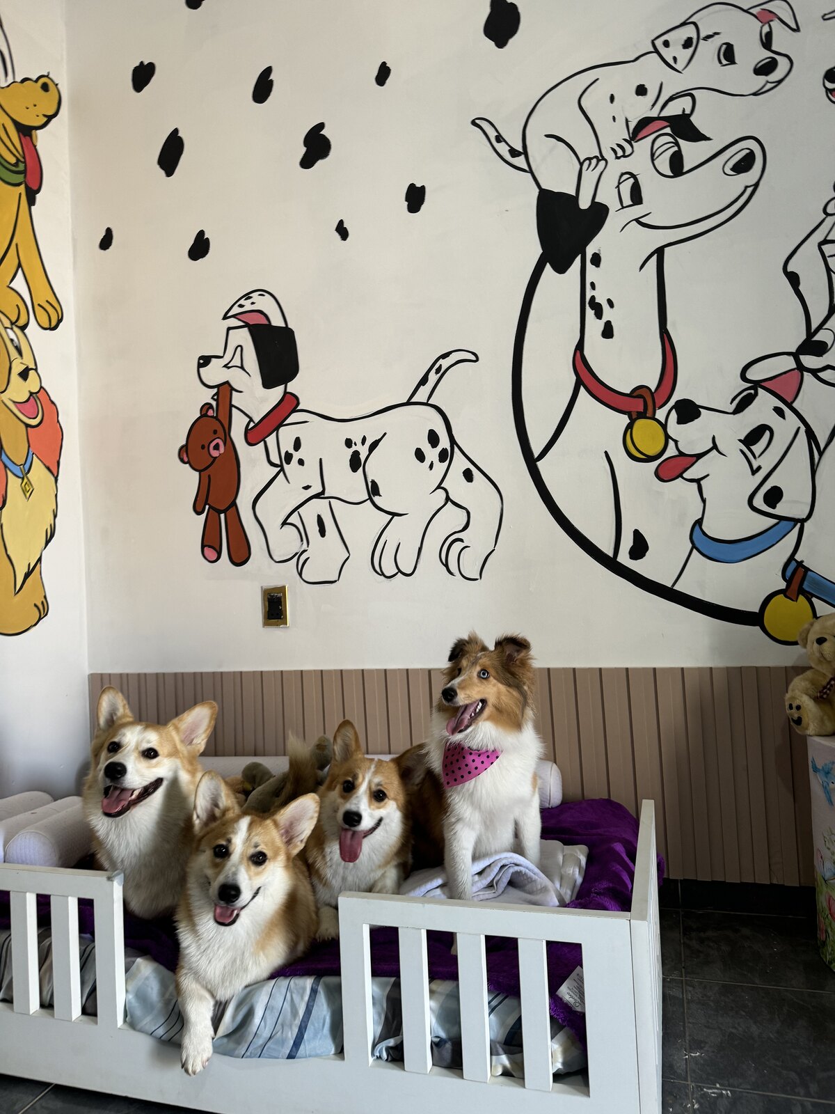 Cães hospedados descansando no sofá da casa da TOCA no Setor Marista